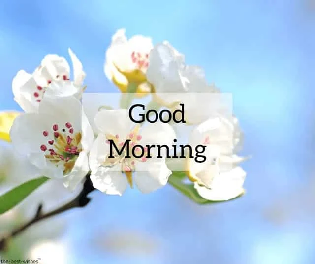 good morning images with white flowers