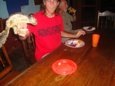 wildlife in Nicaragua sciurus variegatoides