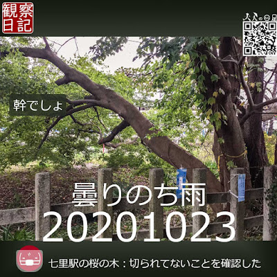 20201023。七里駅の桜の木。切られてませんでした。