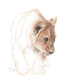 05-Lion-cub-Martin-Aveling-Animal-Portraits-www-designstack-co
