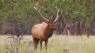 elk hunting mistakes