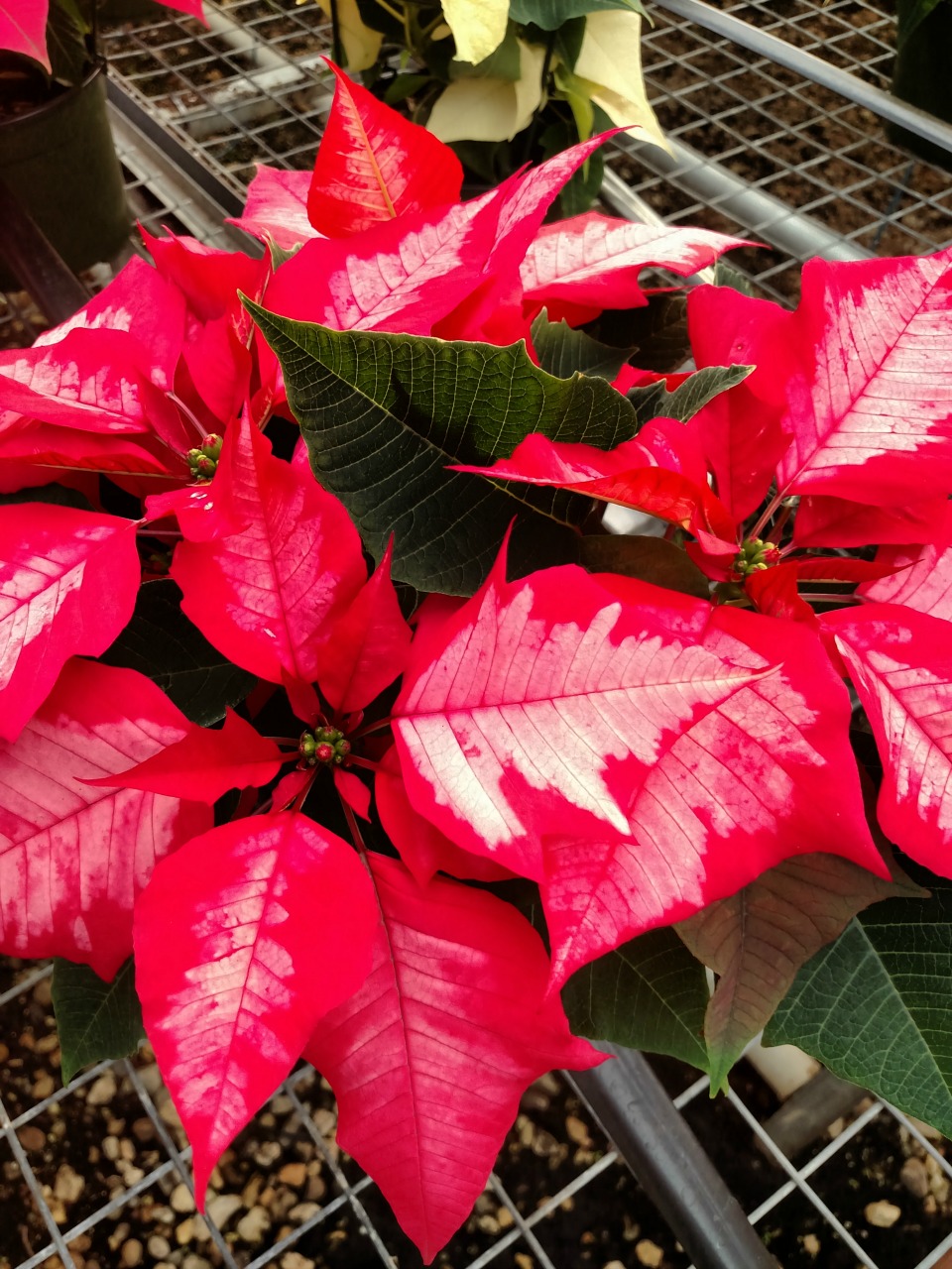 Woven by Words Poinsettias & Holiday Plants At Greenstreet Gardens