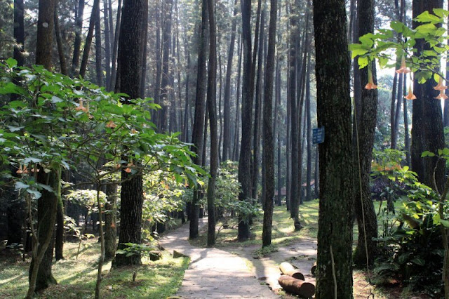 Taman Hutan Raya Ir. H Djuanda