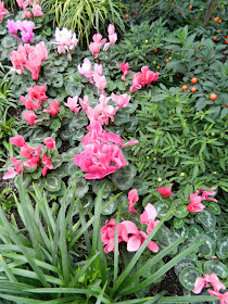 Drift of pink cyclamen and Jerusalem cherry (Solanum pseudocapsicum) at the Toronto Allan Gardens Conservatory Spring Flower Show 2013 by garden muses: a Toronto gardening blog
