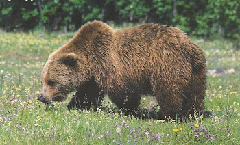 ALASKAN BROWN BEAR -2002