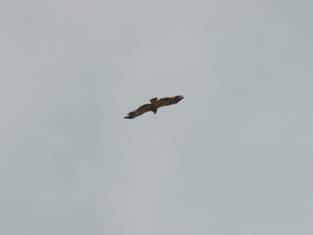 Brown Eagle Gliding Wallpaper Wallpaper ME