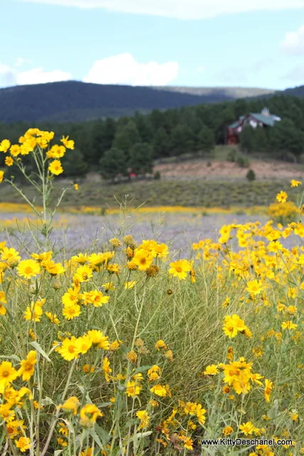 wildflowers and wine in the sangre de cristo mountains
