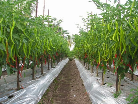 Gambar EM4 di toko pertanian