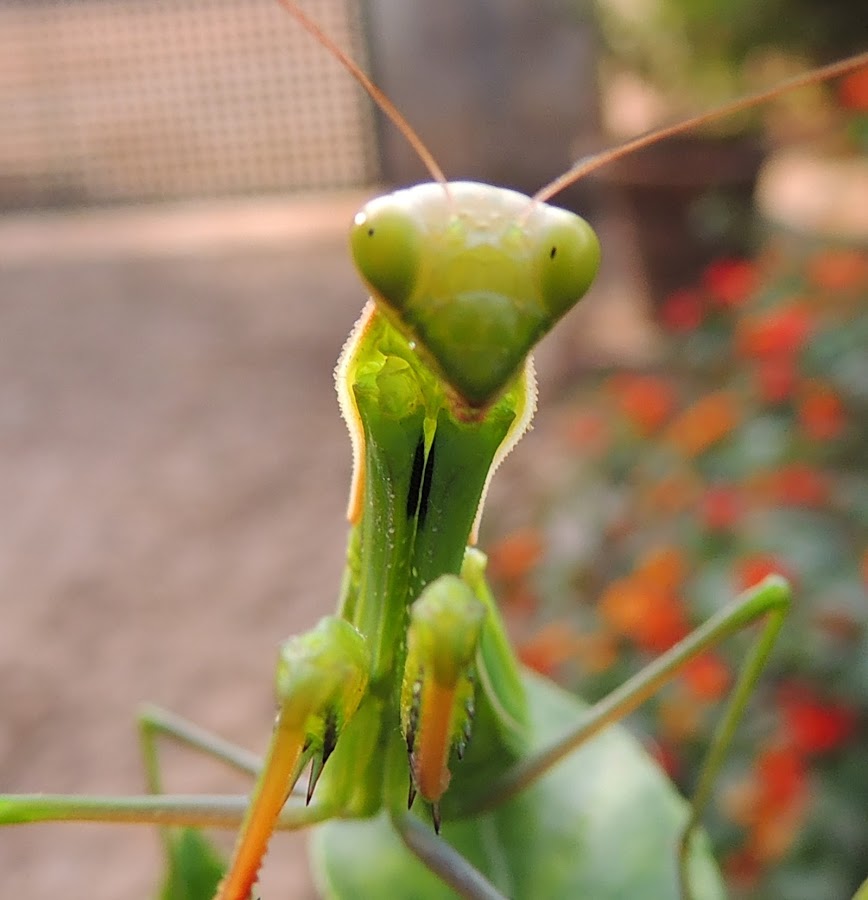 MANTIS RELIGIOSA