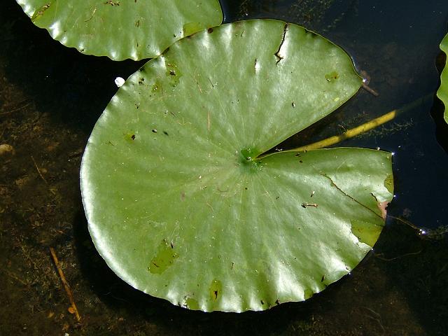 Болотный лист. Болотный лист. Болотный лист. Черешок кувшинки. Листок кувшинки.