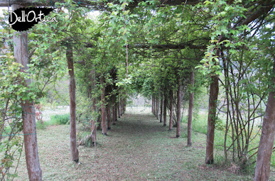 l'orto dell'azienda agricola dell'ortica a Savigno Valsamoggia in Appennino vicino Zocca