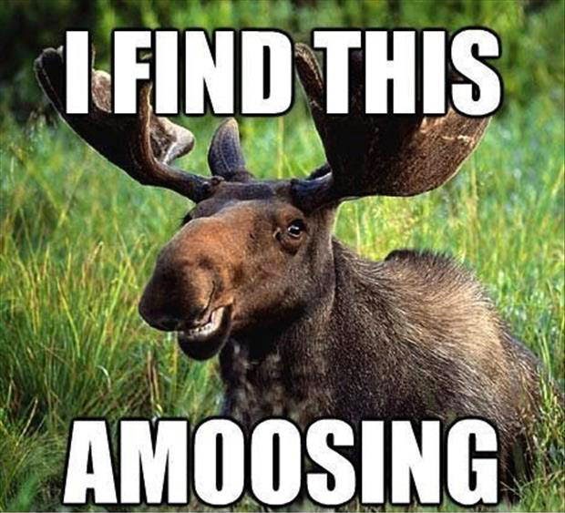 30 Funny animal captions - part 21 (30 pics), captioned animal pictures, moose picture, i found this amoosing