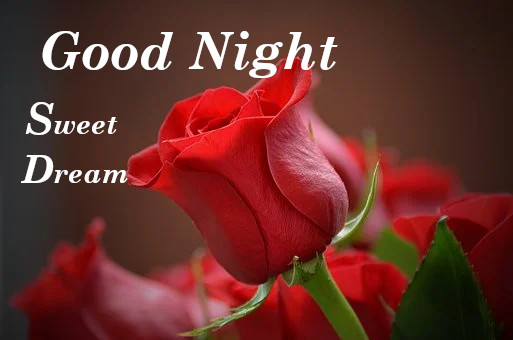 Top 10 Good Night Rose Images, Pictures, Photos, Greetings for WhatsApp - Good  Morning