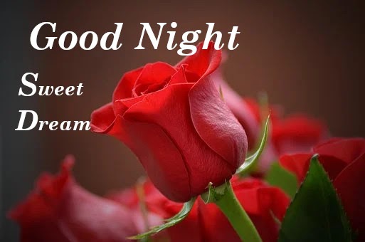 Sweet dreams ♡, rose good night HD phone wallpaper | Pxfuel