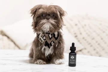 CBD oil for pets