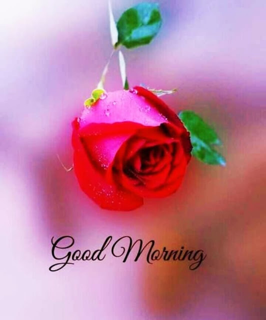 Good Morning Images For Whatsapp Good Morning Images For Whatsapp