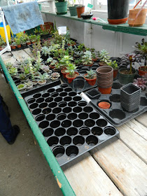 Sunnybrook Volunteer Association greenhouse succulents ready to be potted by garden muses-not another Toronto gardening blog