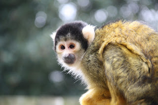Bolivya sincap maymunu (Saimiri boliviensis)