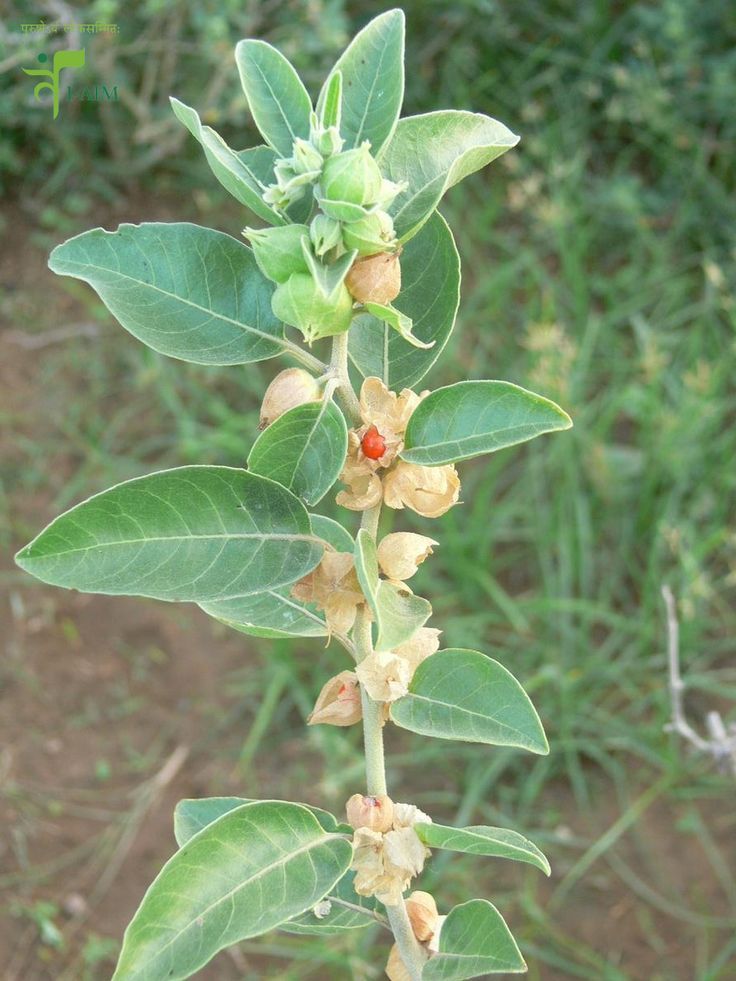 where to find ashwagandha plant