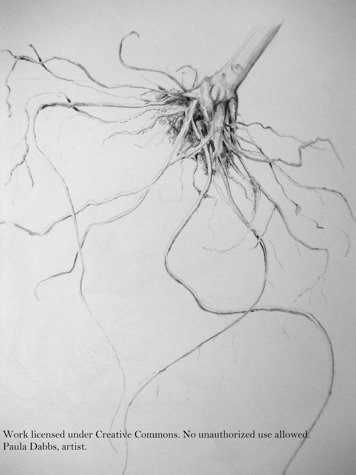 Graphite Roots Central Virginia Botanical Artists: Spotlight: Paula Dabbs