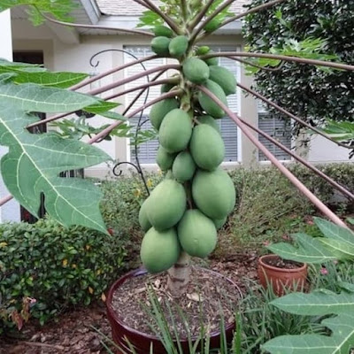 berkebun pepaya cangkok