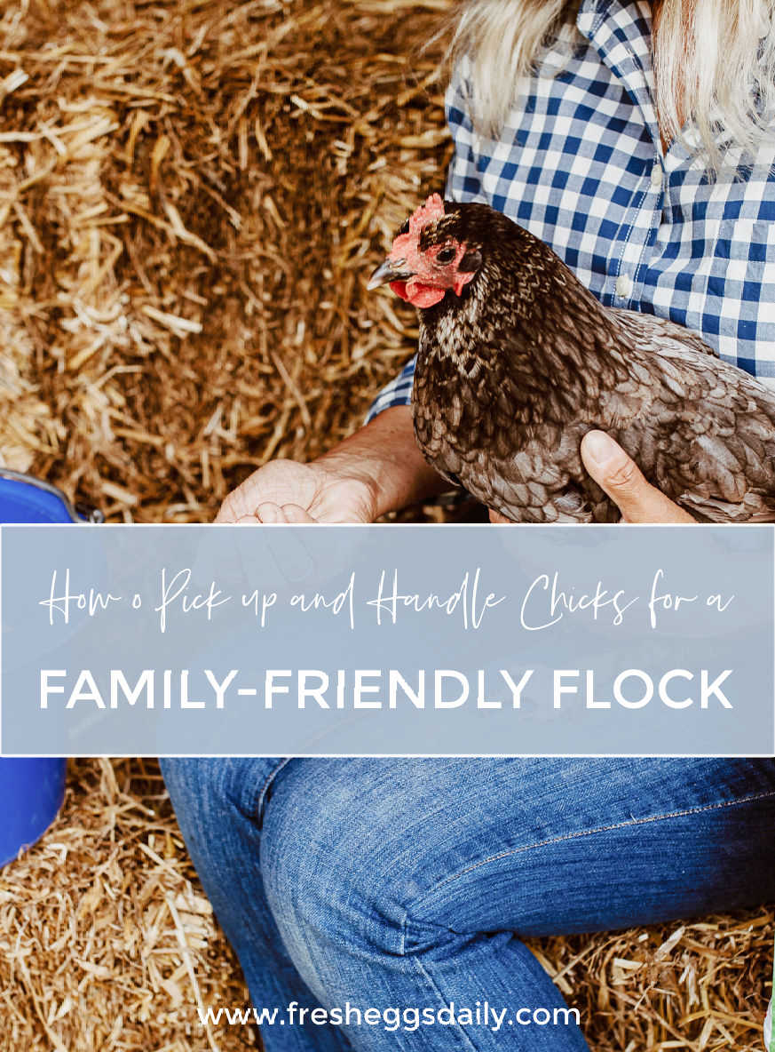 How to Pick up Chicks and Handle Them for a Family Friendly Flock