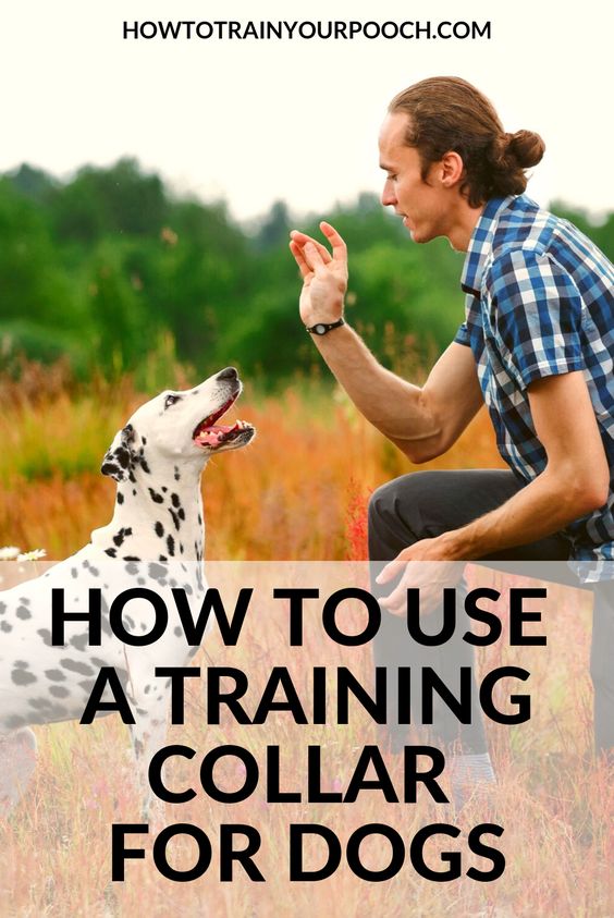 Lovely Dog How to Use a Training Collar for Dogs