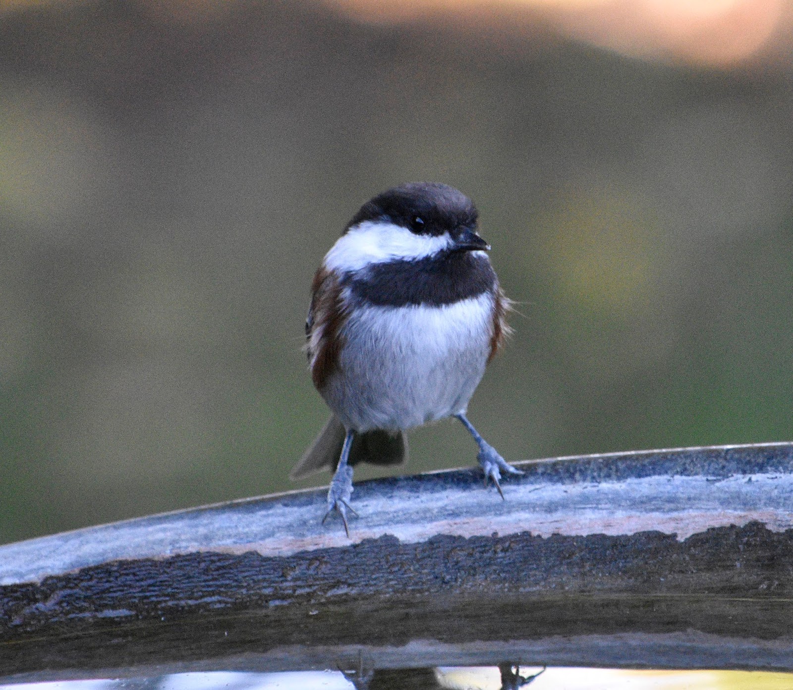 Oregon Backyard Birds, etc. Winter Birds