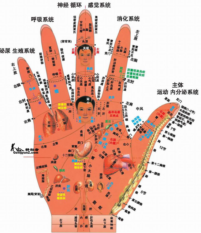 手掌反射區位置 - 手掌反射區圖解 | Source:jingluoxuewei.com/geboshoubu/511.html