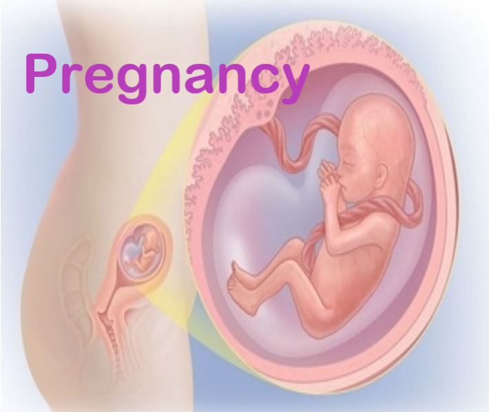 Pregnancy's Concept and Signs