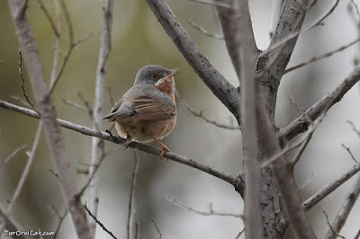 Tallarol de garriga (Sylvia cantillans)