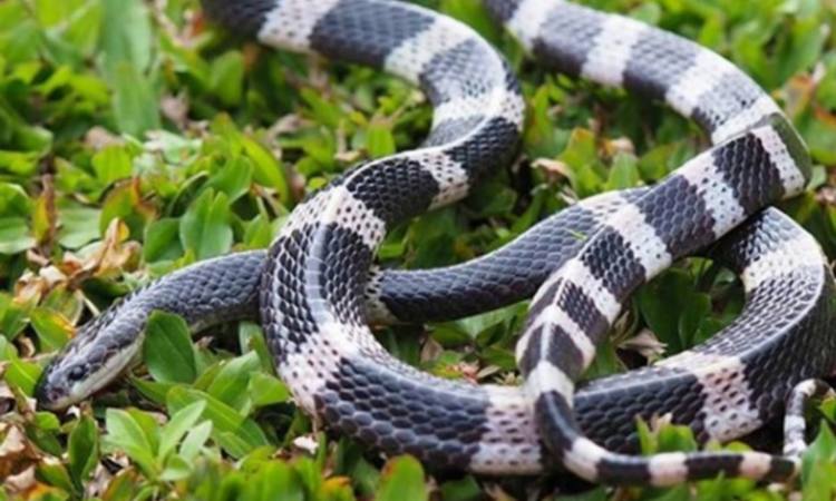 Arti Bertemu Ular Weling Menurut Mitos Pertanda Mengingatkan Bulanbintang7 Com