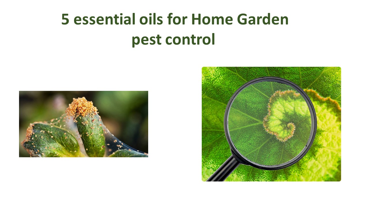 5 essential oils to prevent pests