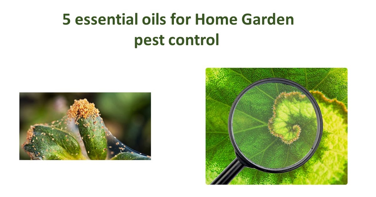 5 essential oils to prevent pests