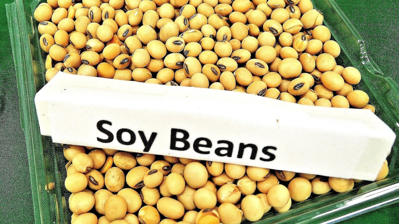 Phytoestrogens  Soy For Menopause  Menopause Choices