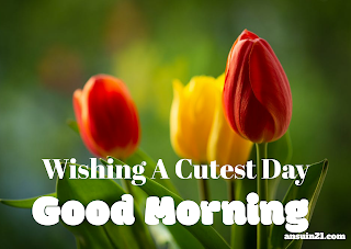 Best Good Morning HD Images, Wishes, Status HD Wallpaper