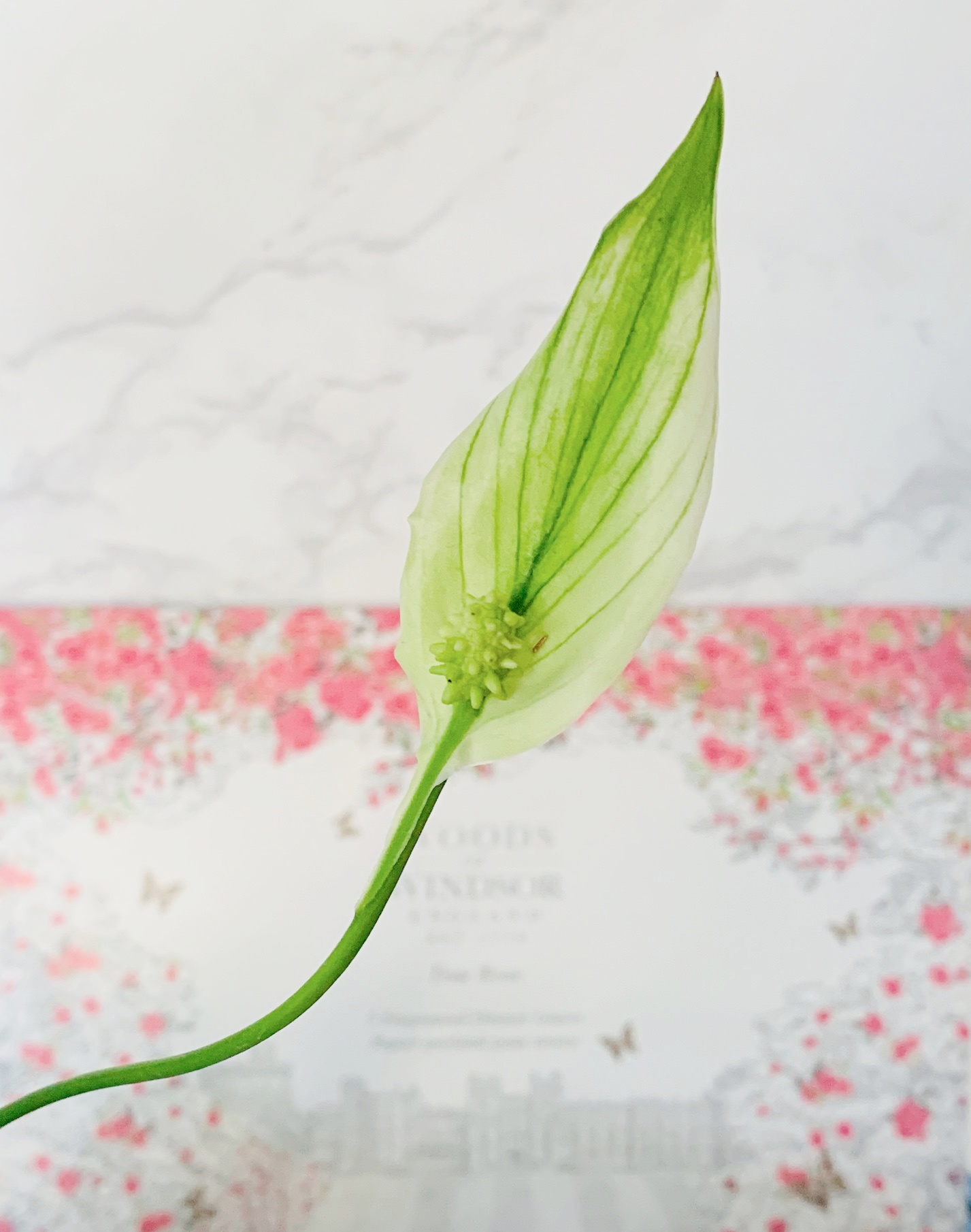 Peace Lily, Small touches that can make your bedroom feel more cosy and welcoming