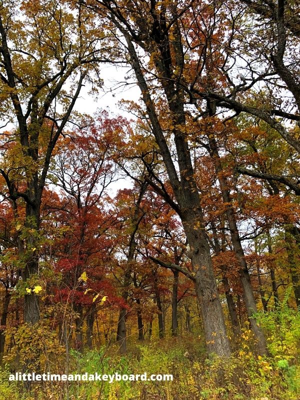 A Little Time and a Keyboard Blissful Forest Bathing in Bliss Woods