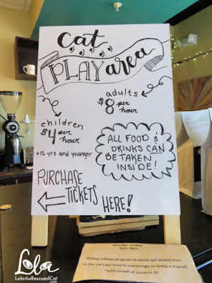 Orlando Cat Cafe|Cat Cafes