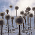 Köln, Urban Lollipops.