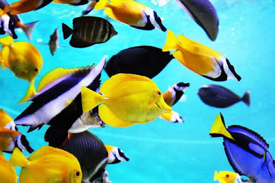 Best Aquarium Backgrounds Best Aquarium Backgrounds