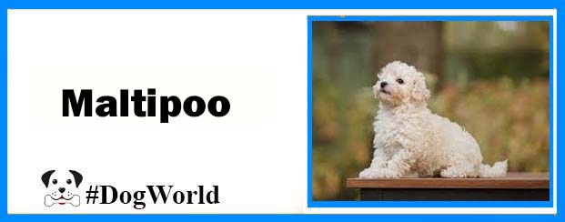 willowbrook puppies