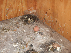 nesting chick weeks days roosting poles egg moving