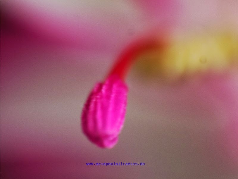 Weihnachtskaktus 4 Frau Rosenfräulein Mit Rosen Delikat Essen https://rosenprodukte.com Weihnachtskaktus