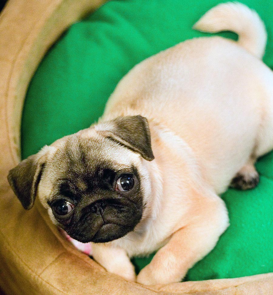Cute Dogs Cute Black Labrador retriever Cute Dogs Cute Black Labrador retriever