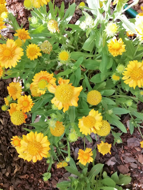 Gallardia (Gaillardia aristata "Yellow").