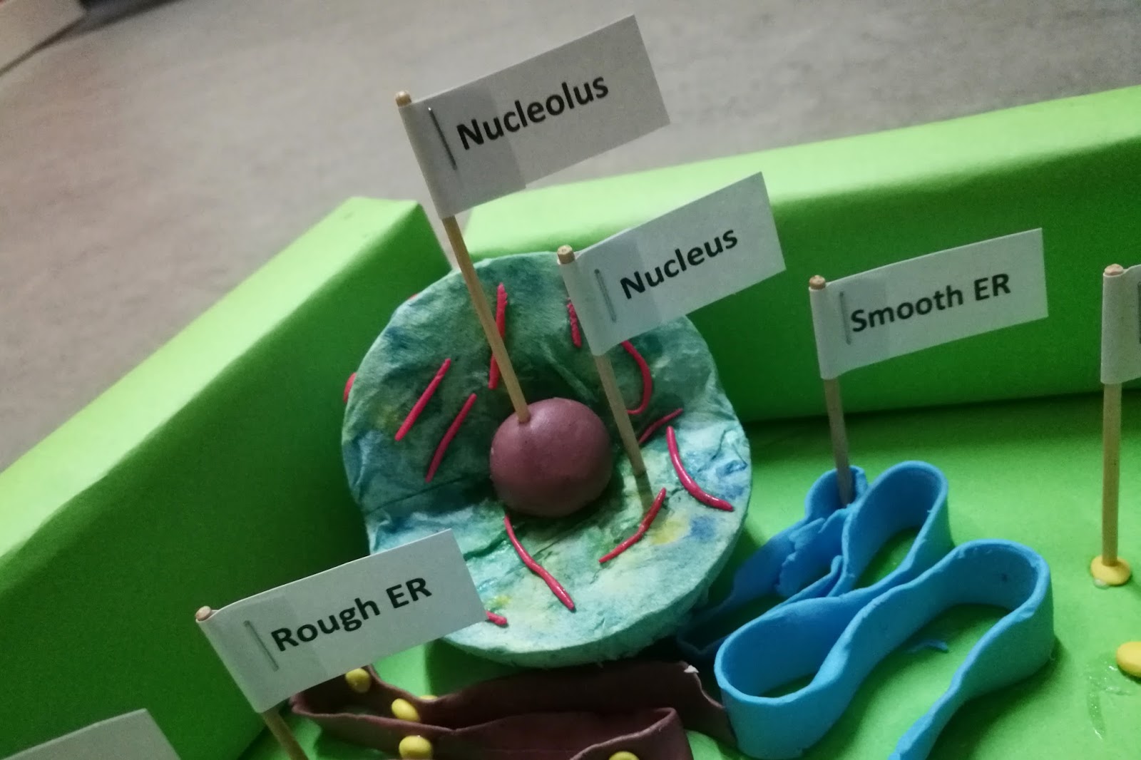 DIY Plant Cell Model Project AMERZING