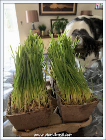 What's In The Box ©BionicBasil® My Cat Grass with Melvyn 1