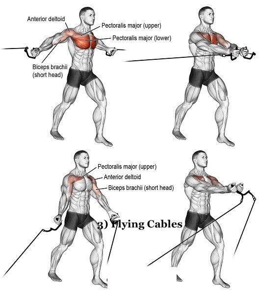 Chest, Shoulders, and Triceps Workout for Beginners