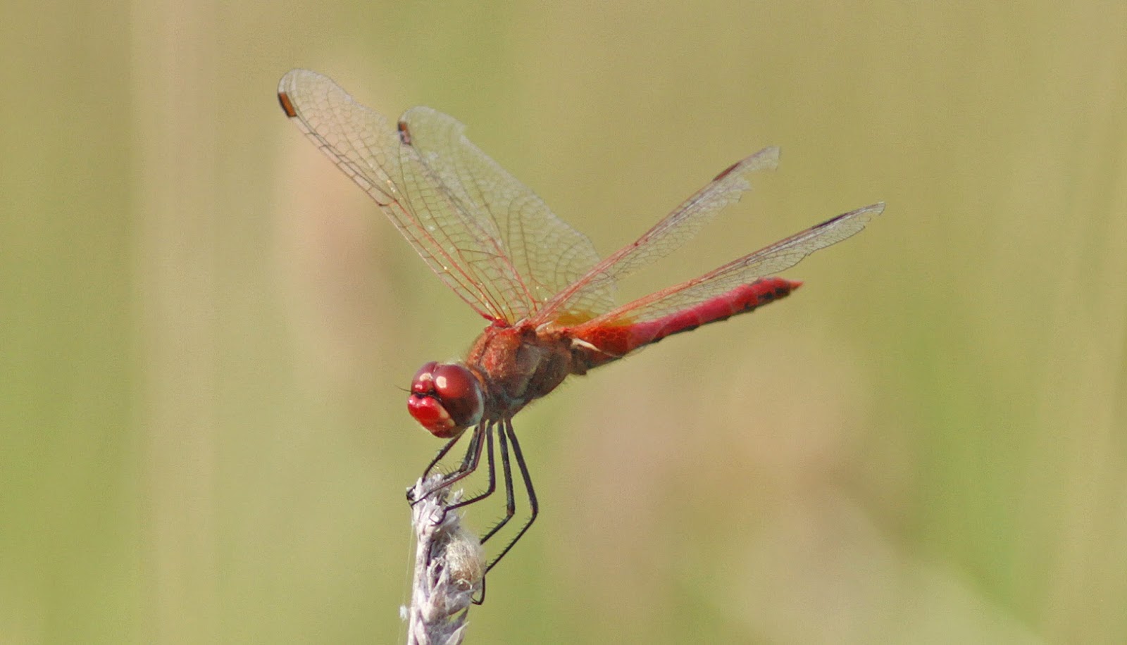 Non-Stop Birding: RED-VEINED DARTER - Beddington Farmlands